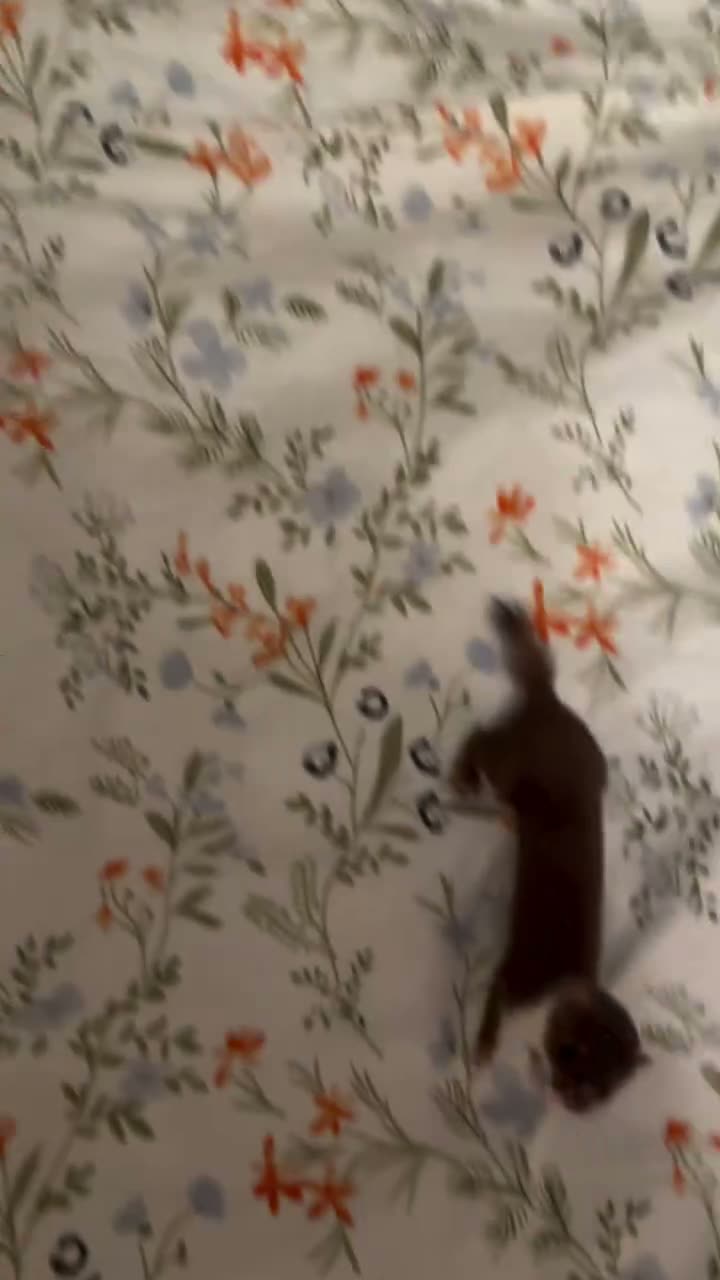frame at 0:26-0:31